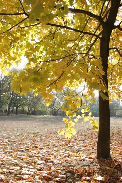 Árvores com folhas amarelas — Fotografia de Stock
