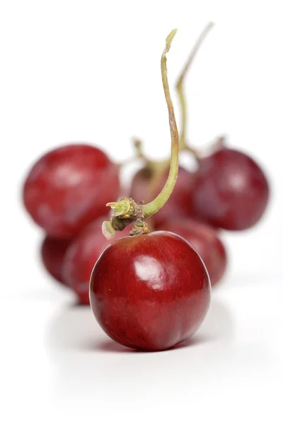 Zweig roter Trauben — Stockfoto