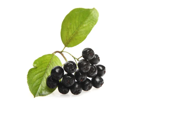 Färsk svart chokeberries — Stockfoto