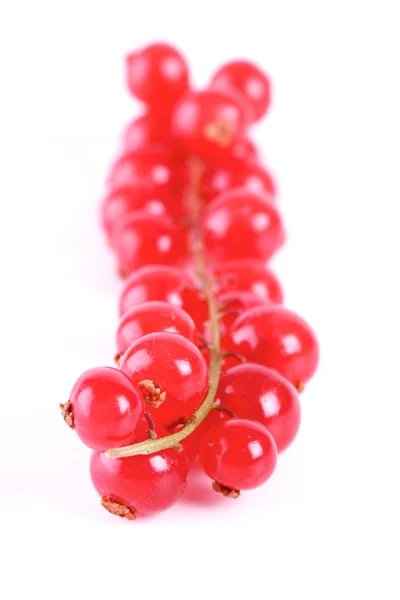 Fresh ripe redcurrats — Stock Photo, Image