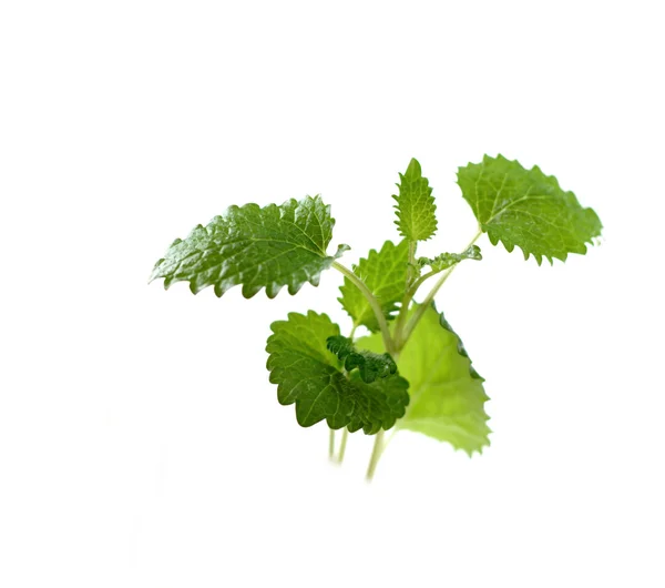 Fresh green mint — Stock Photo, Image