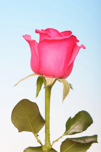 Beautiful  pink rose — Stock Photo, Image