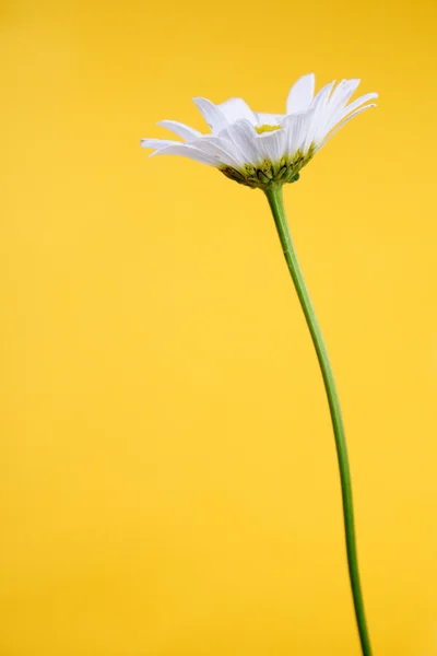 Camomila de primavera branca — Fotografia de Stock