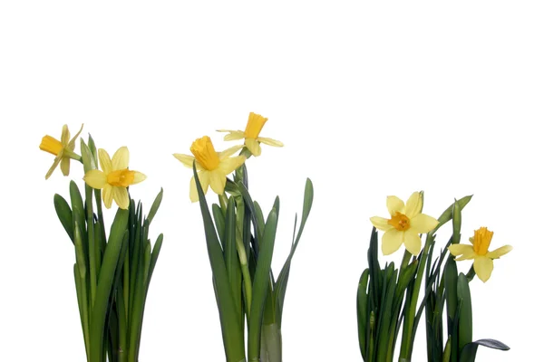 Bellissimi narcisi gialli — Foto Stock