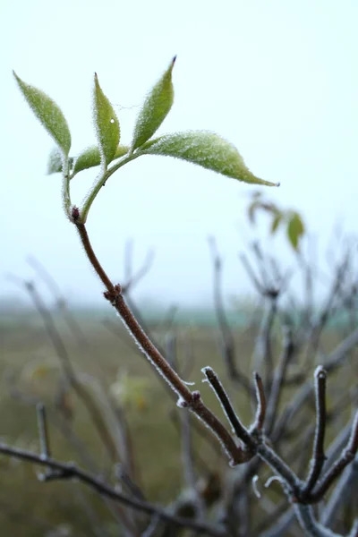 Groene bevroren bladeren — Stockfoto