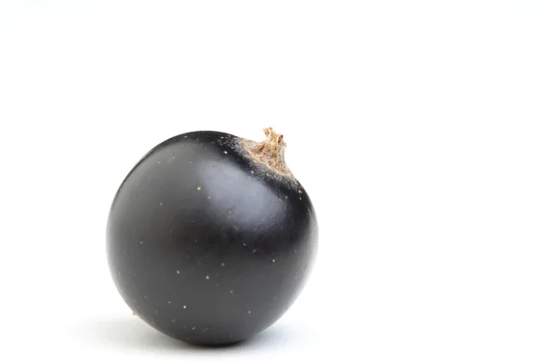 One Black currant — Stock Photo, Image