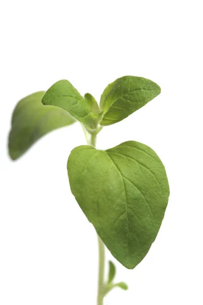 Verse groene oregano — Stockfoto