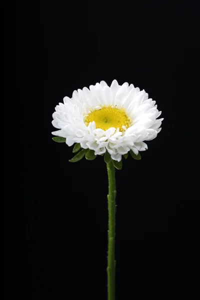 Beautiful white  flower — Stock Photo, Image