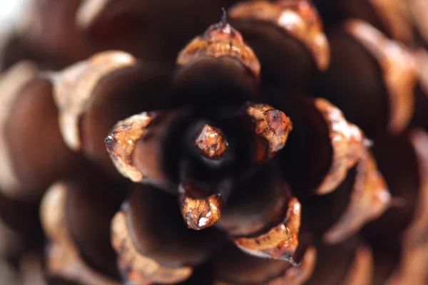 自然な茶色コーン — ストック写真