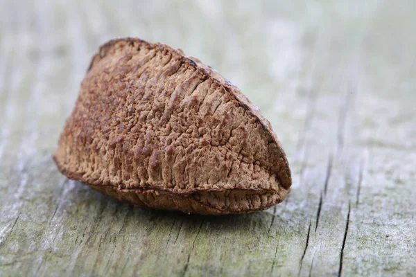 Jeden brazilský ořech — Stock fotografie