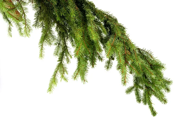 Green Pine branch — Stock Photo, Image