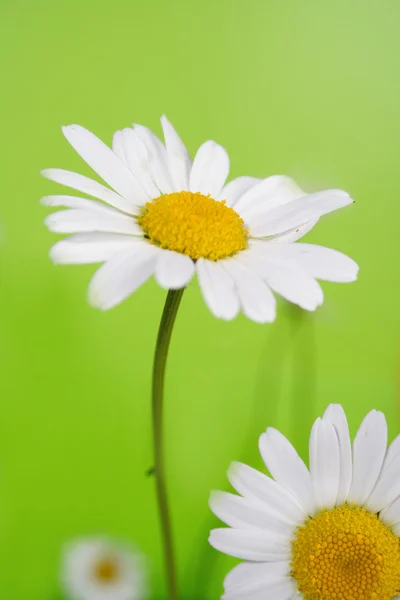 Beautiful Camomile flowers — Stock Photo, Image