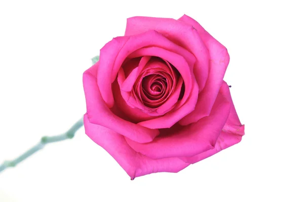 Beautiful  pink rose Stock Picture