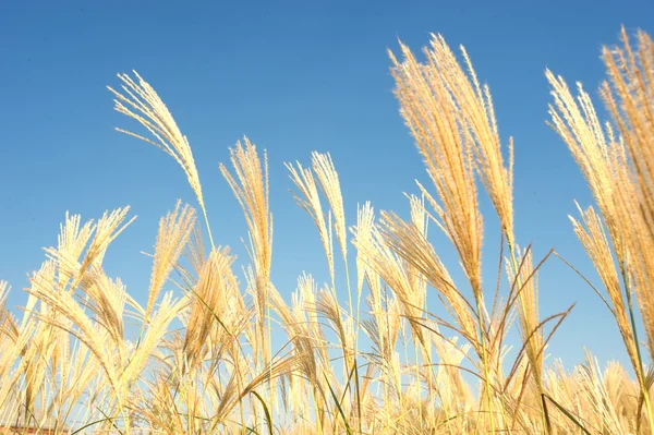 Champ de blé d'orge — Photo