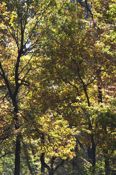Arbres d'automne dans les bois — Photo