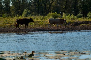 Bir sığır, at ve koyun sürüsü bir çobanla gölün kıyısına su içmeye geldi.