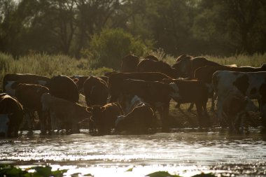 Bir sığır, at ve koyun sürüsü bir çobanla gölün kıyısına su içmeye geldi.