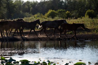 Bir sığır, at ve koyun sürüsü bir çobanla gölün kıyısına su içmeye geldi.