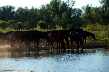 Bir sığır, at ve koyun sürüsü bir çobanla gölün kıyısına su içmeye geldi.