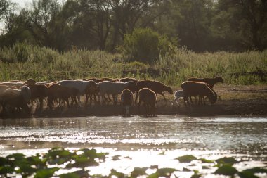 Bir sığır, at ve koyun sürüsü bir çobanla gölün kıyısına su içmeye geldi.