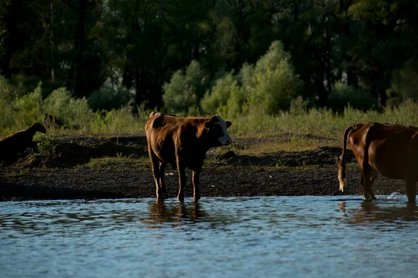 Herd Cows Horses Sheep Shepherd Came Shore Lake Drink — Stock Photo, Image