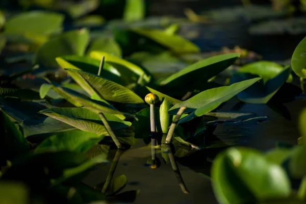 Yellow Water Lilies Growing Lake Sunset — Stock Photo, Image