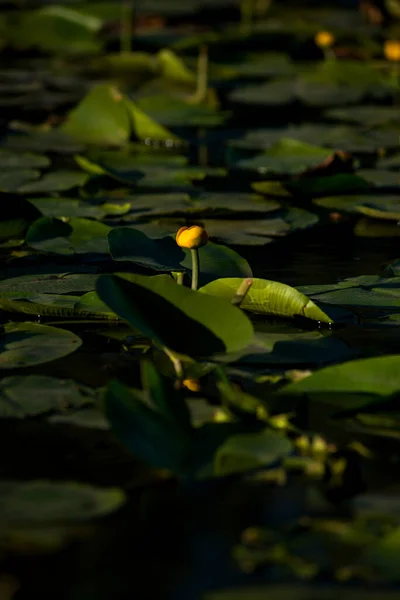 Lírios Amarelos Água Que Crescem Lago Por Sol — Fotografia de Stock