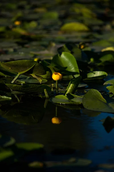 Lirios Agua Amarilla Creciendo Lago Atardecer —  Fotos de Stock