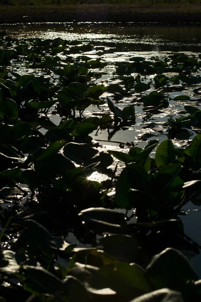 日没時に湖で成長する黄色の睡蓮 — ストック写真