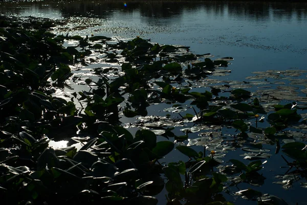 Yellow Water Lilies Growing Lake Sunset — Stock Photo, Image