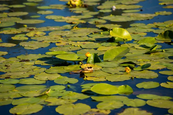 日没時に湖で成長する黄色の睡蓮 — ストック写真