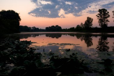 Nilüferlerle kaplı sakin bir gölün üzerinde yumuşak pembe bir şafak.