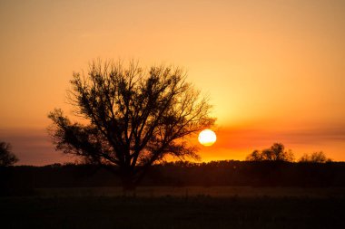 Parlak turuncu bir günbatımı ve tarlada büyüyen yalnız bir ağaç.