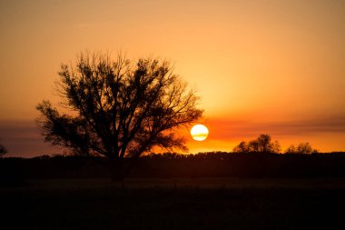 Parlak turuncu bir günbatımı ve tarlada büyüyen yalnız bir ağaç.