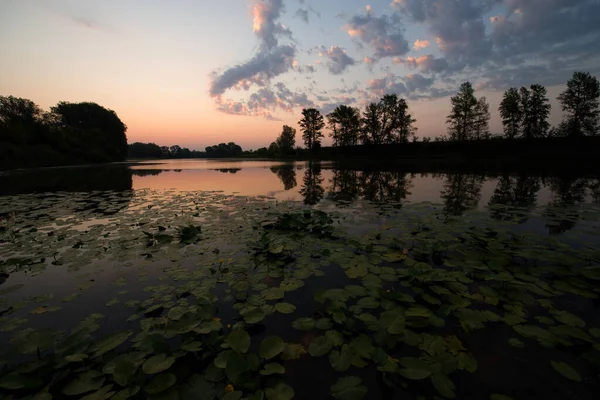 Zachte Roze Dageraad Een Rustig Meer Begroeid Met Waterlelies — Stockfoto