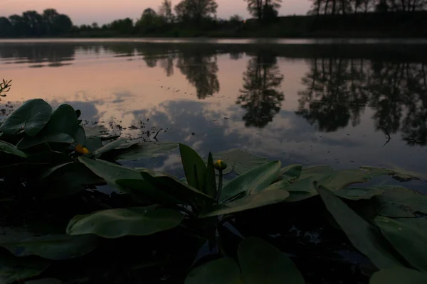 Zachte Roze Dageraad Een Rustig Meer Begroeid Met Waterlelies — Stockfoto