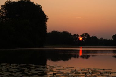 Nilüferlerle kaplı sakin bir gölün üzerinde yumuşak turuncu bir gün doğumu.