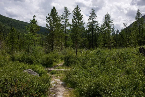 Venkovská Cesta Horských Lesích Pohoří Altai — Stock fotografie