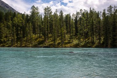 Yüksek dağ gölü Kucherlinskoe berrak, mavi suyu çok güzeldir.