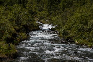 Şelale gürültülü bir şekilde Altai 'nin yüksek dağlarından aşağı akıyor.