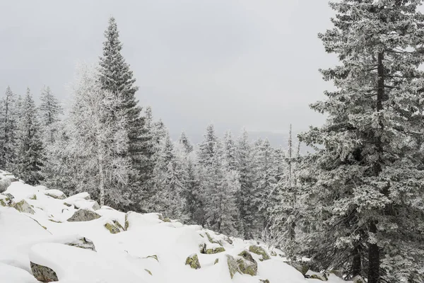 Hóval Borított Fenyőfák Nőnek Hatalmas Sziklák Között Hegyoldalon Stock Kép