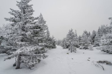 Karla kaplı muhteşem bir orman boyunca uzanan bir patika.