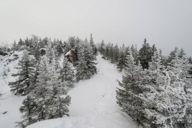 Karla kaplı muhteşem bir orman boyunca uzanan bir patika.