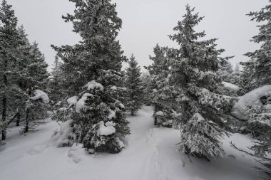 Karla kaplı muhteşem bir orman boyunca uzanan bir patika.