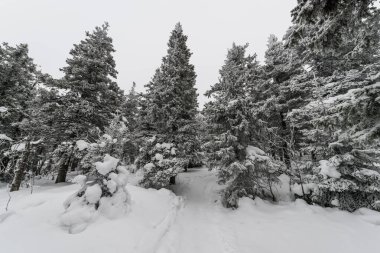 Karla kaplı muhteşem bir orman boyunca uzanan bir patika.