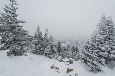 Karla kaplı muhteşem bir orman boyunca uzanan bir patika.