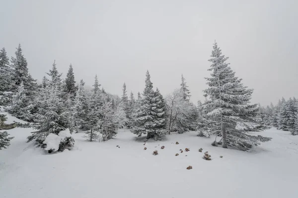 Sentier Étendant Loin Travers Une Fabuleuse Forêt Enneigée — Photo