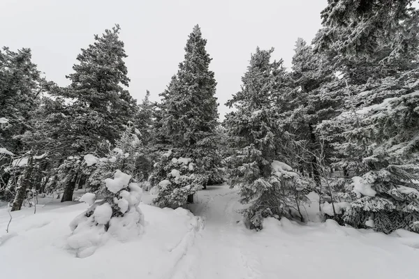 Karla kaplı muhteşem bir orman boyunca uzanan bir patika.