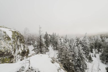 Taganay Ulusal Parkı 'nda tamamen karla kaplı Noel ağaçları ile karla kaplı kozalaklı bir orman.