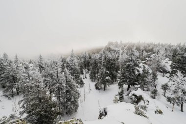 Taganay Ulusal Parkı 'nda tamamen karla kaplı Noel ağaçları ile karla kaplı kozalaklı bir orman.